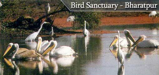 Pelicans in the Lake at Wildlife Bird Sanctuary - Bharatpur