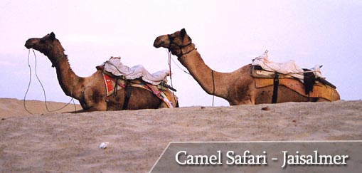 Camel Safari At Sand Dunes of Sam-Jaisalmer