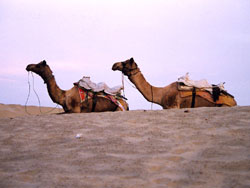 Camel in Thar Desert, Rajasthan