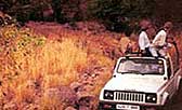 Jeep Safari at Hotel Ranthambore Regency, Ranthambore